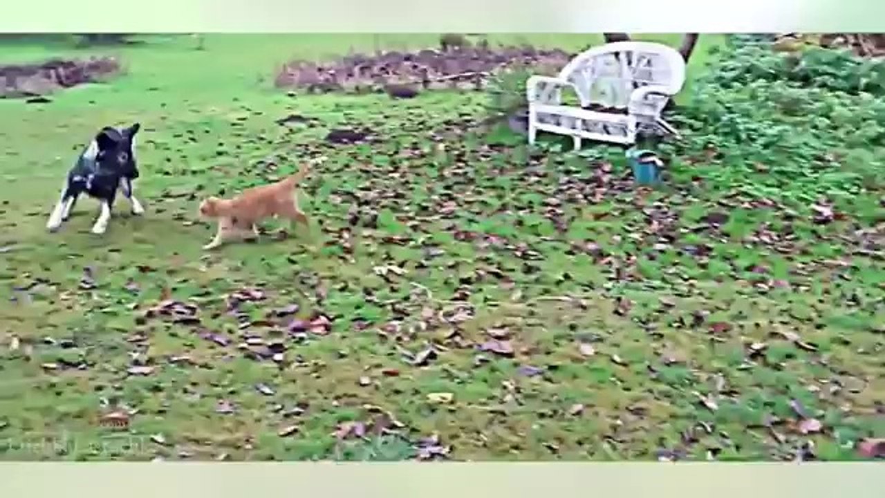 Cats vs Dogs Compilation 2014