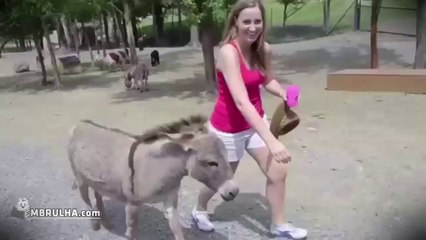 k BURRO - EMBRULHA.com