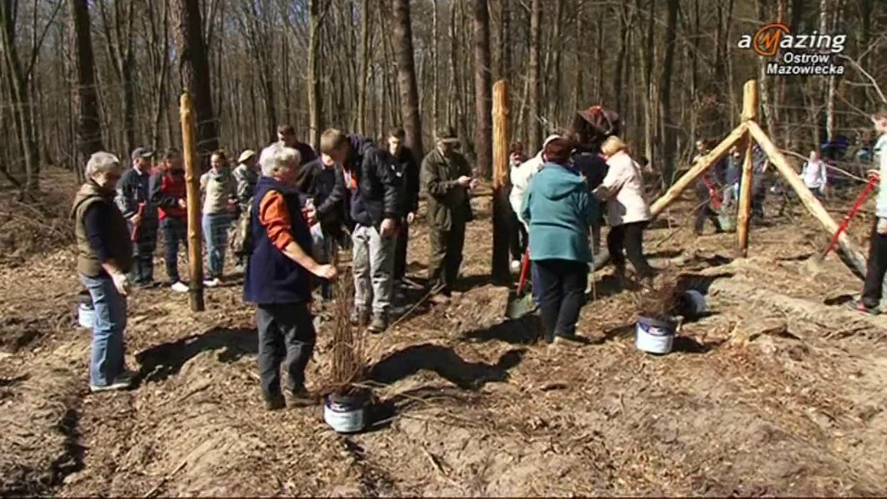 Sadzenie lasu przez studentów UTW Ostrów Mazowiecka 2014