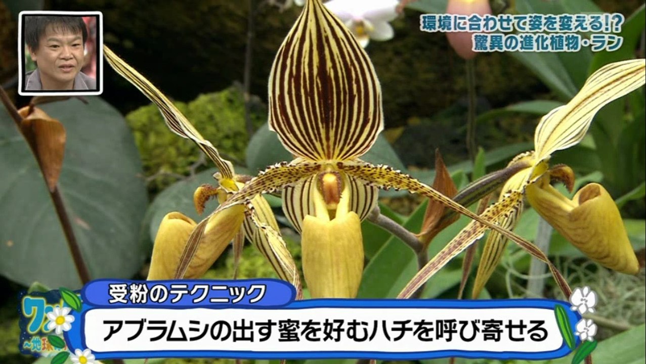 「ワンダーアース」より　ランはすごいです