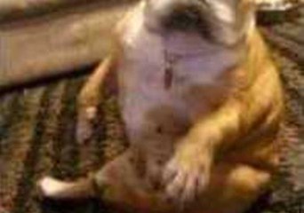 Bulldog Gets the Party Started
