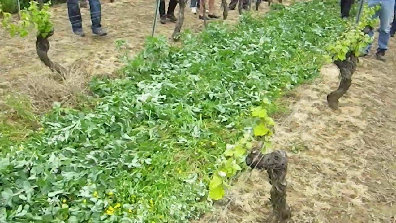 Couverts végétaux en viticulture