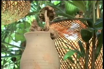 Caio Fabio-Habacuque 1-Queixas de Habacuque e respostas de Deus!