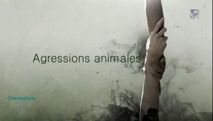 Agressions animales épis.9