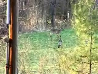 Young deer plays with turkeys