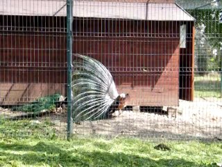 Paunii din Copou-Iasi