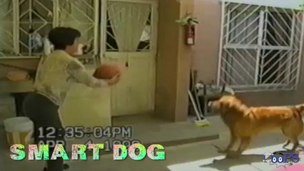 Funny Animal Videos -- Dog Attacking Kids _ More