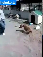 Zincirini koparan pitbull