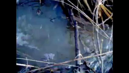 THE SHADOWS Spring is nearly here