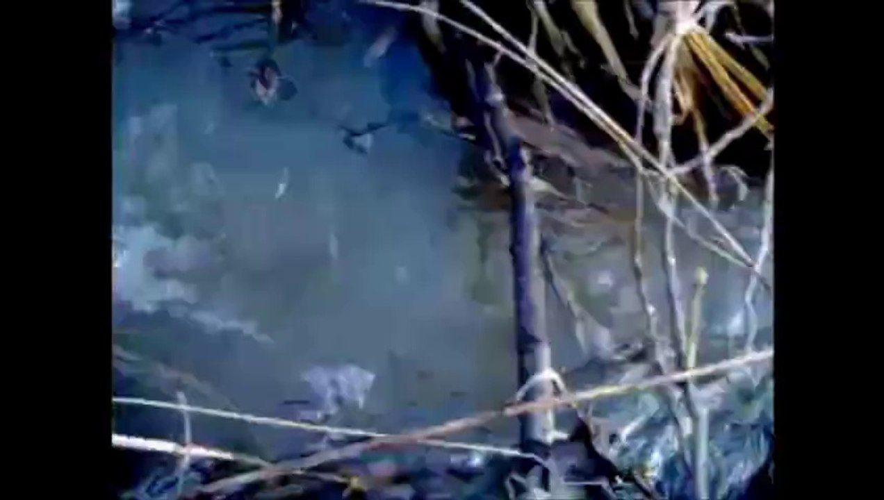 THE SHADOWS Spring is nearly here