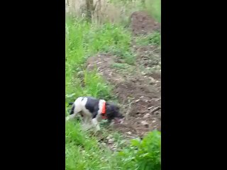 Icare du clos picavet