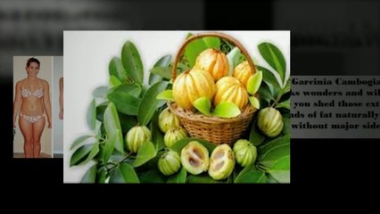 dr oz garcinia cambogia