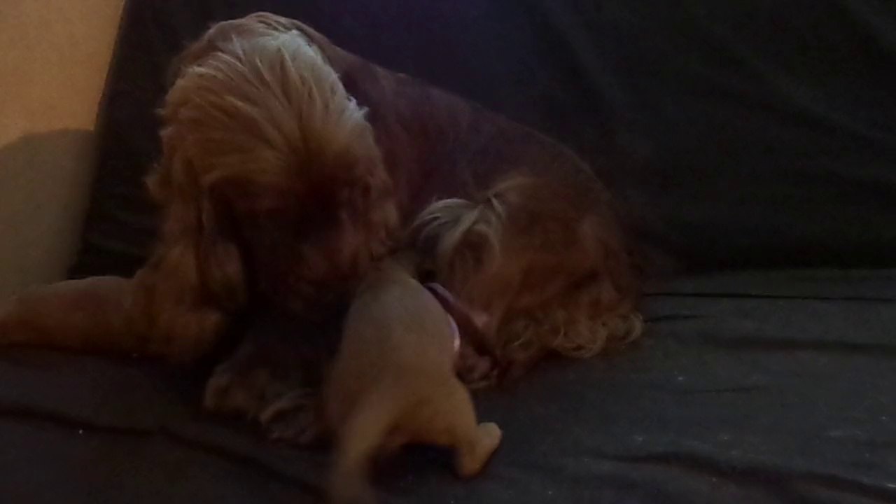 Jasmine cocker anglais