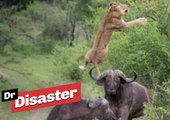 La spectaculaire attaque d'une lionne par des buffles / Dr Disaster