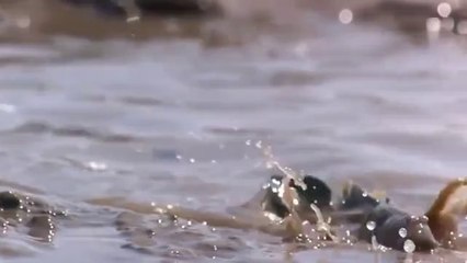 Karada Yaşayan Balık - Mudskipper
