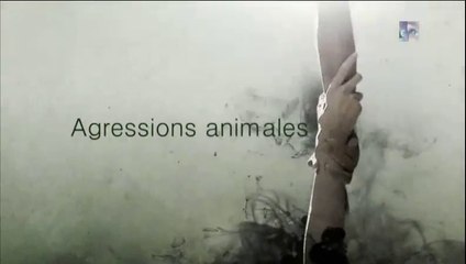 Agressions animales épis.10