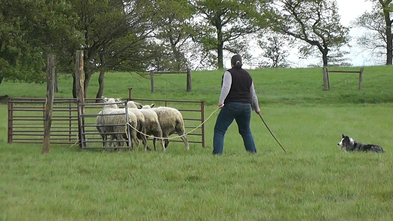 Dixie classe 2 concours troupeau Loison 27-04-2014