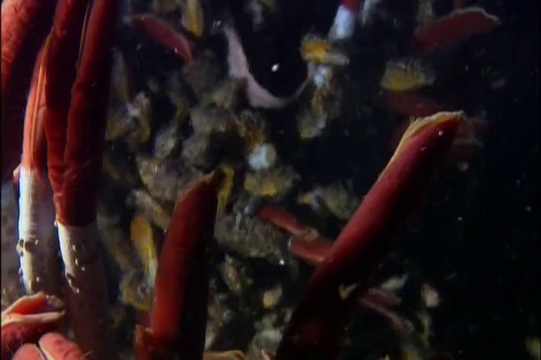 Planeta Terra. 11. Grandes Oceanos