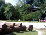 A Funny Gorilla Dancing And Throwing Soil Towards The Audience At A ZOO