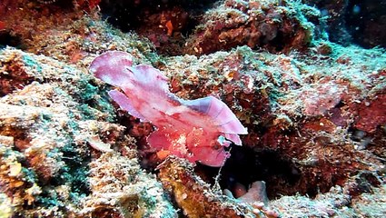 alexandra box-poisson feuille Mayotte