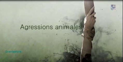 Agressions animales épis.8