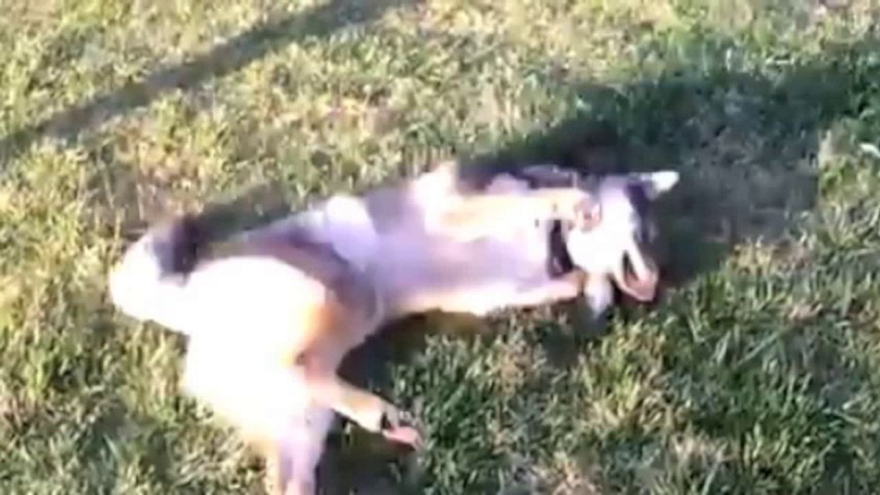 Tamaskan Dog,vidéo pour faire connaître,crée avec Imovie