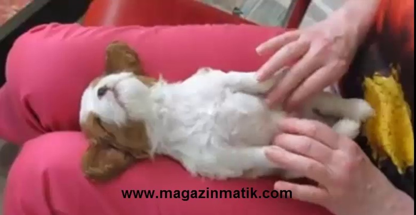 Zevk Şarhoşu Köpek