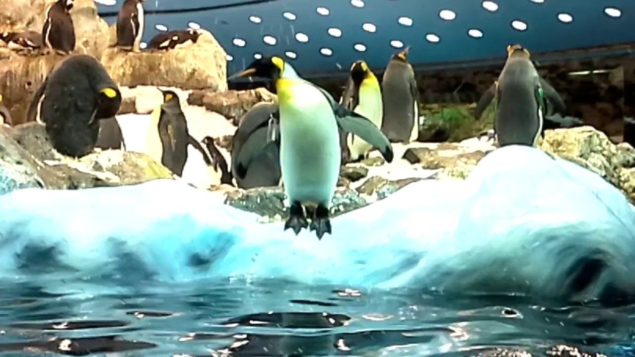 les pingouins.loro parque