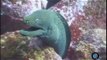 Galapagos Diving - Diving Cruises In The Galapagos with Quasar Expeditions