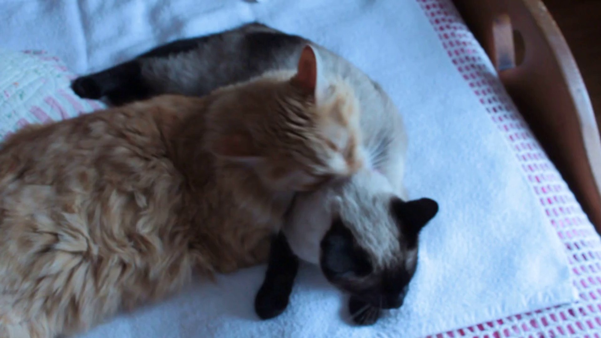 ⁣ROUCKY LE LION FAIT LA TOILETTE A LILY SIAMOISE