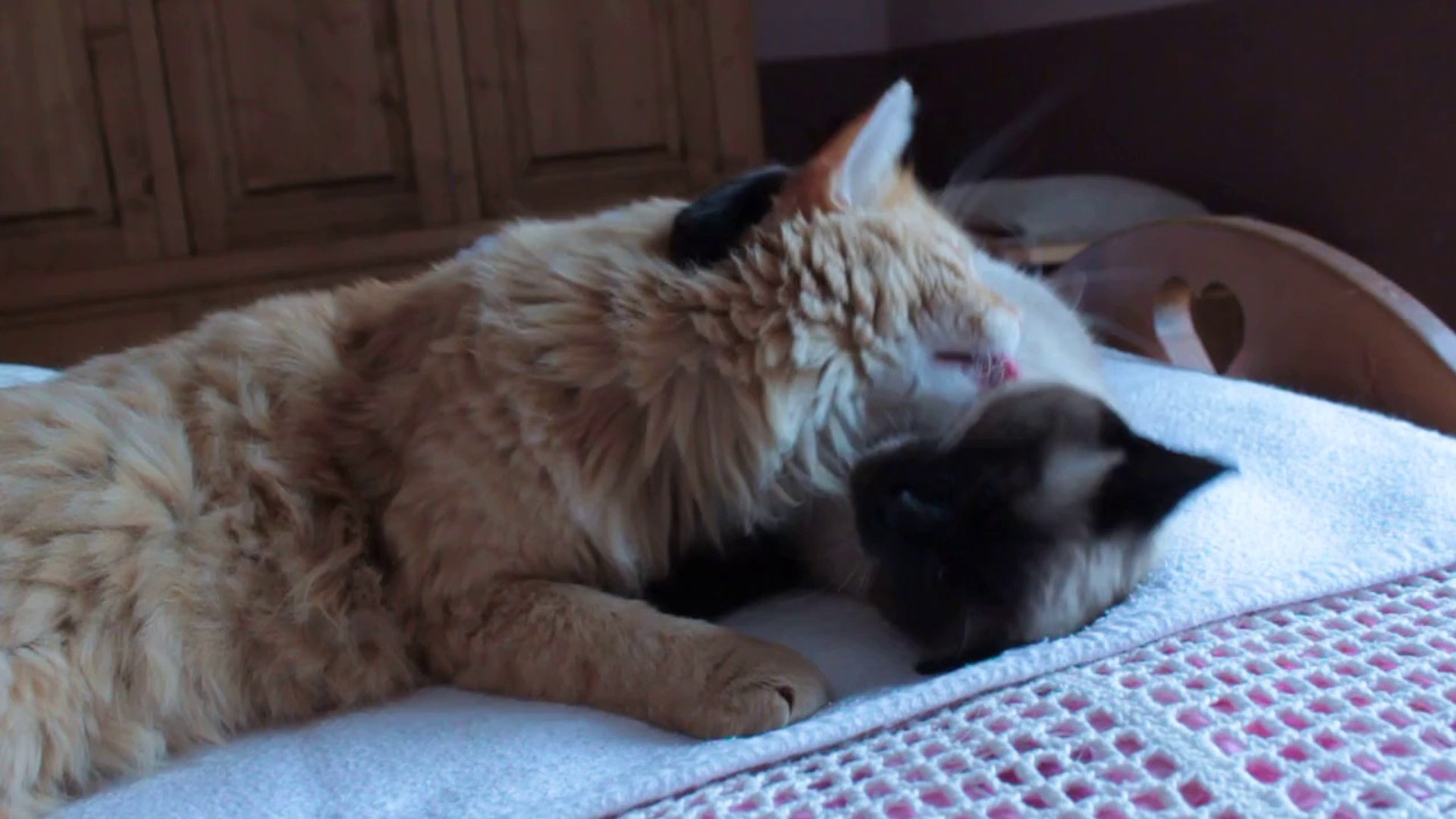 ⁣ROUCKY LION IS GROOMING LILY SIAMESE
