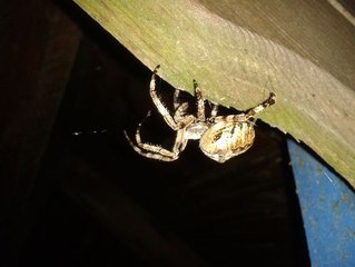 Örümcek, Kaplumbağa, Kertenkele Doğadan