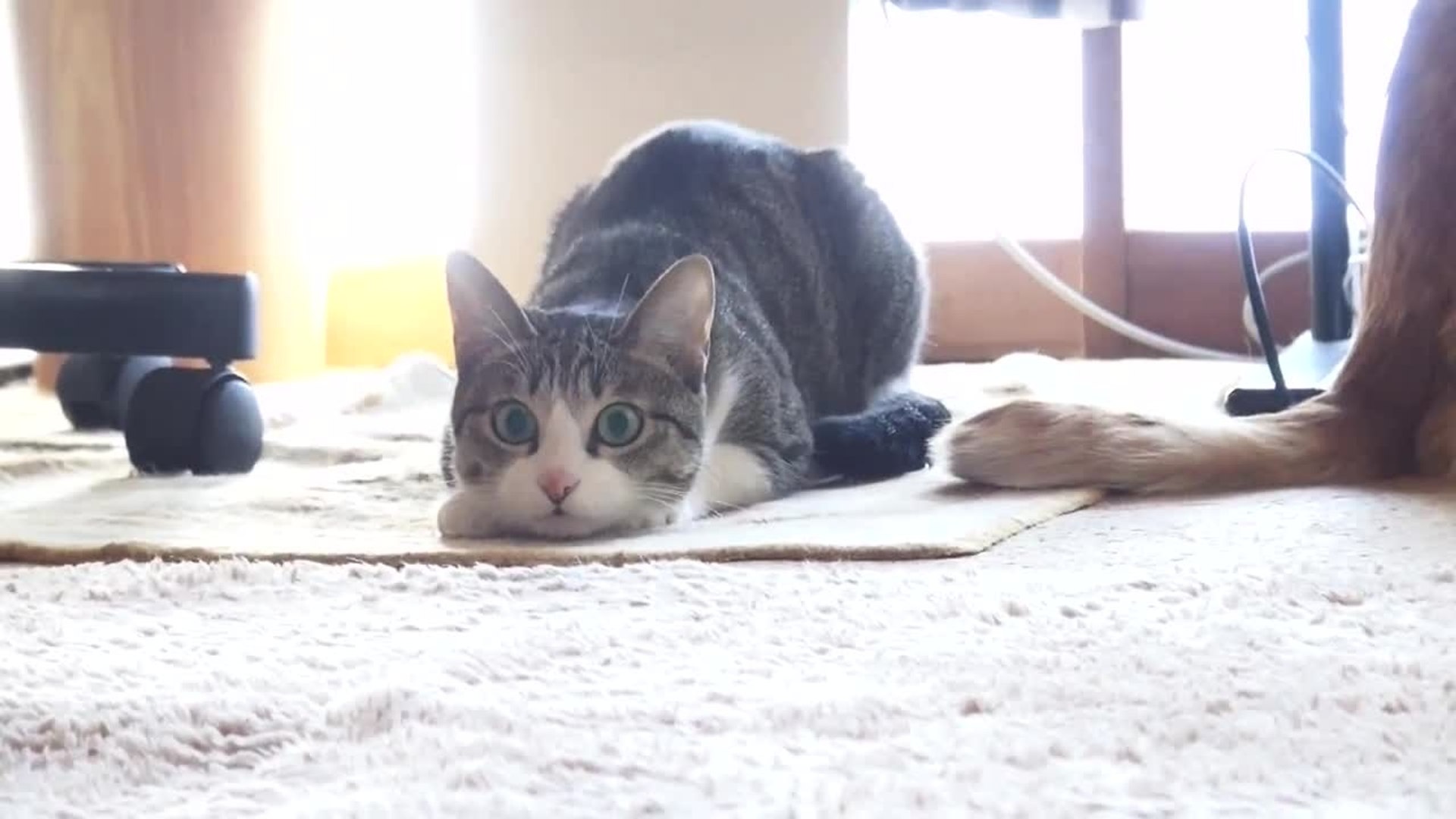 Un chat remue ses fesses pour bondir - Vidéo Dailymotion