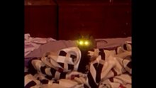 MGS cat alert