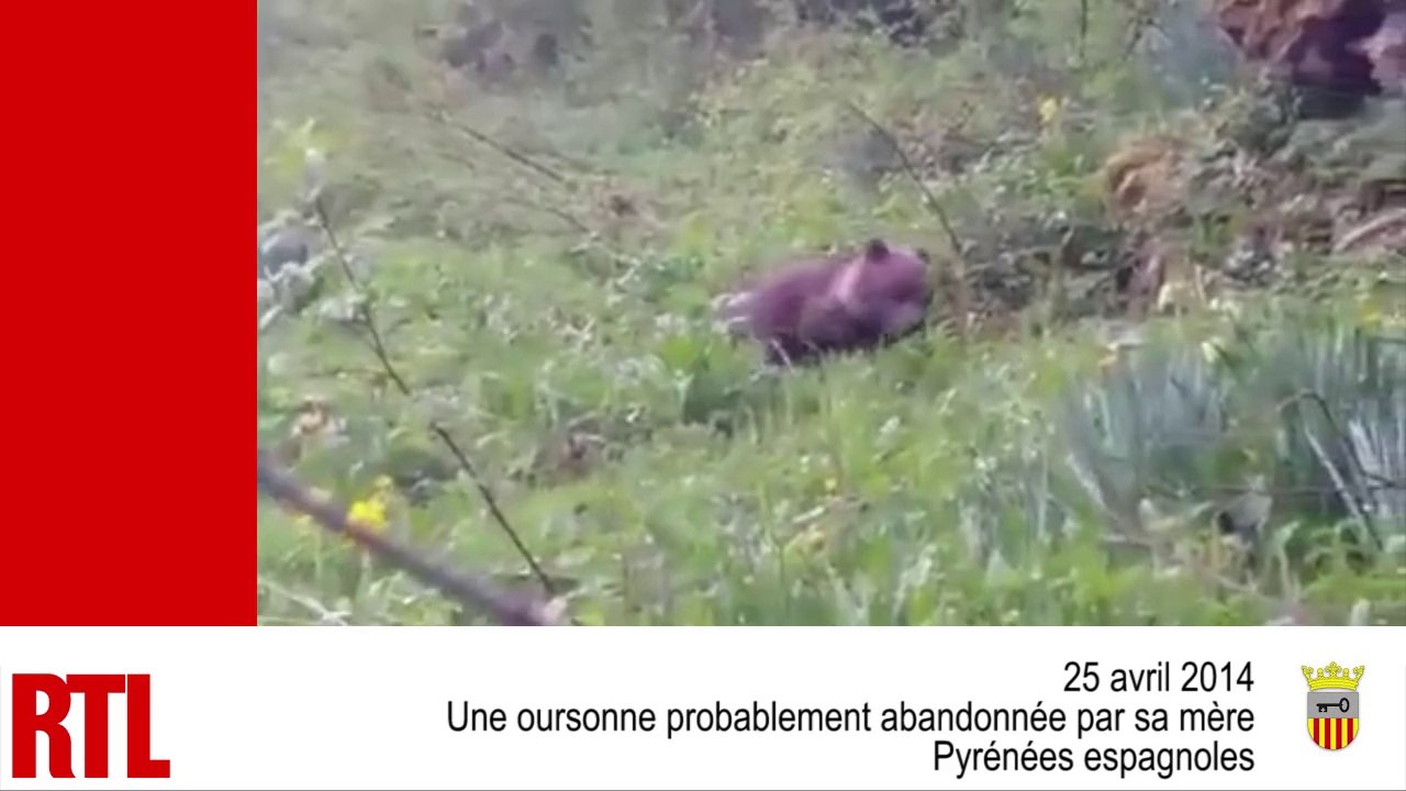VIDÉO - Bébés tigres, bébés phoques, oursonne,...