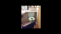 amazing dog toilet trained !