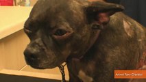 Burned, Abandoned Dog Receives Lifesaving Pigskin Transplant