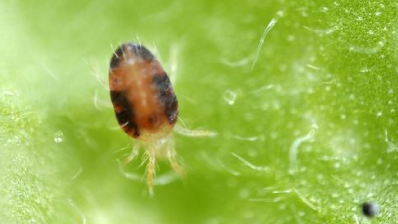 The World's Fastest Animal is a Tiny Bug