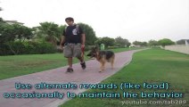 Clicker Dog Training_ STOP Leash Pulling!