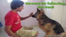 Dog Training Tutorial_ Building Eye Contact & Attention!