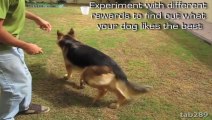 Dog Training Tutorial_ Holding Objects & Clean Up!