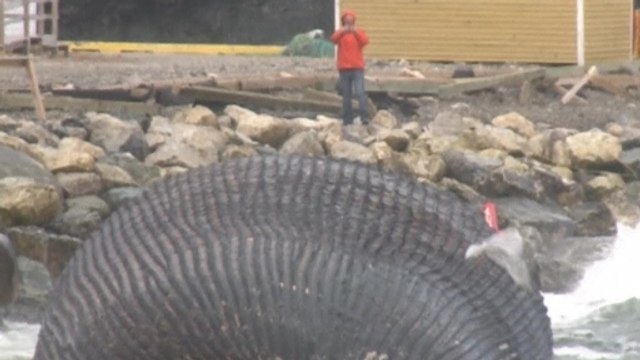 Rotting, bloated Blue whale worries Canadian fishing community