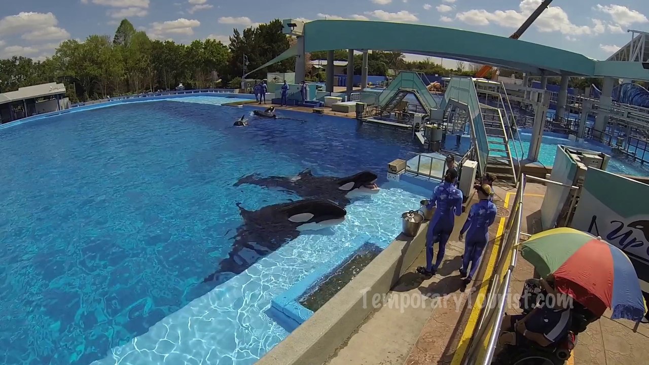SeaWorld Orlando Killer Whale Behind the Shamu Stage training session