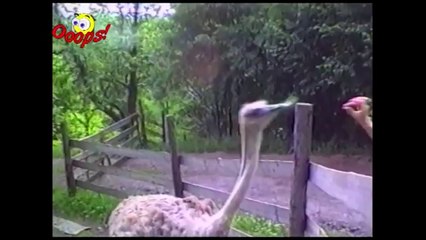 Funny Animals - Funny Animals Caught on Tape