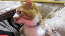 新日本マテリアルおススメ！茶トラ猫ネコの鳴き声　おもしろ動画