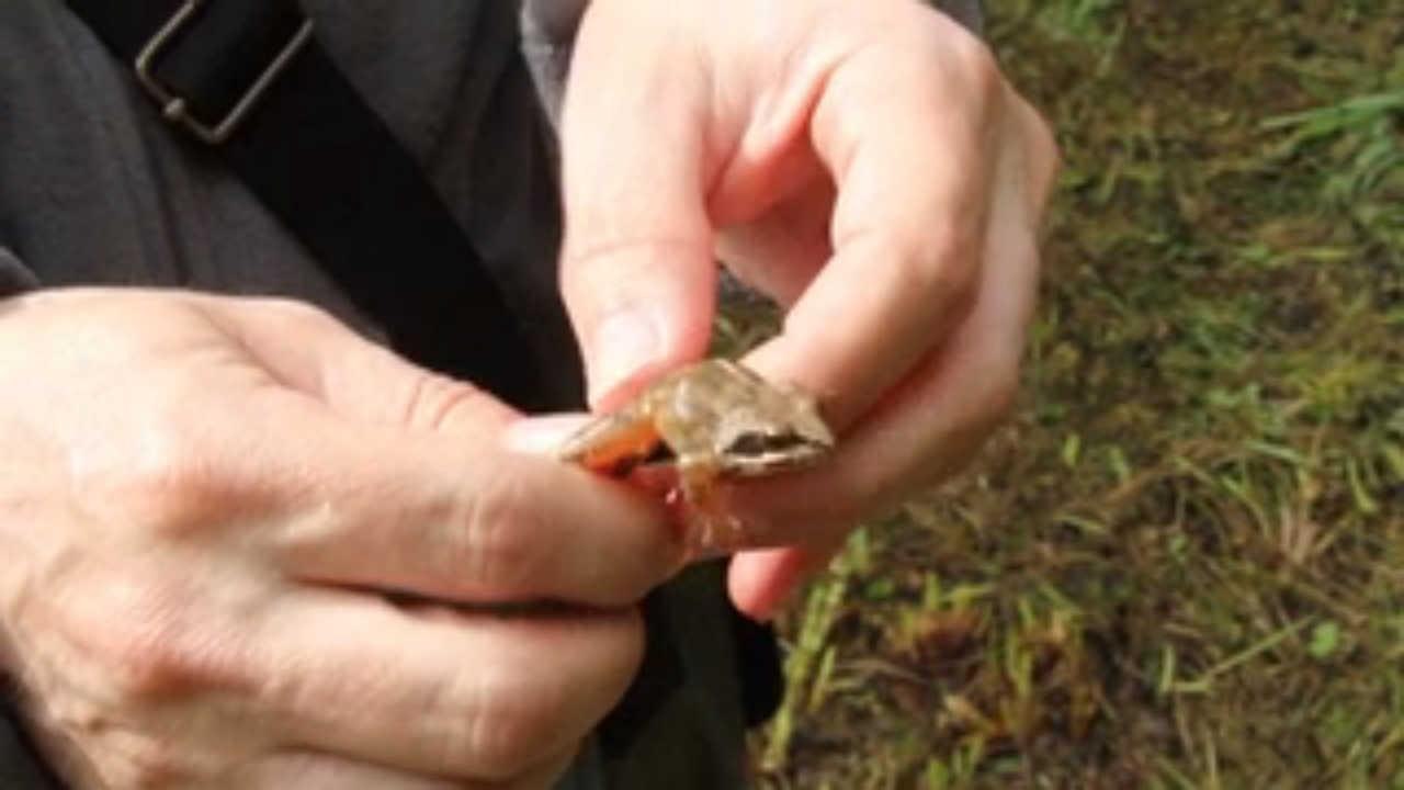 Sortie Nature à Doix la grenouille agile