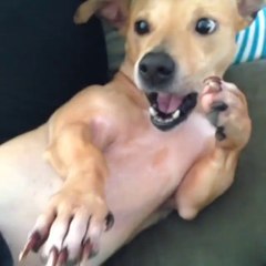 ninja dog - www.takozovic.com