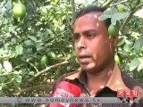 টাঙ্গাইলে লেবু চাষ করে ভাগ্য ফিরেছে