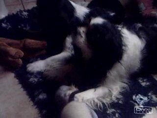 Beyko jeu avec sa queue et ckc