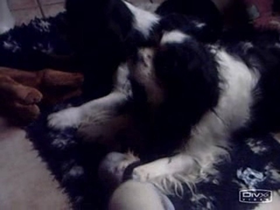 Beyko jeu avec sa queue et ckc